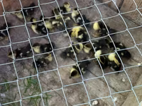 Ducks — Foto 3