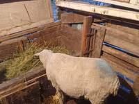 كبش, Merino sheep — الصورة 2