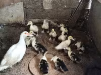 Домашняя мушка — фото 3