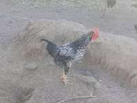Chickens — 1-rasm