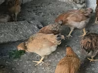 Chickens — फ़ोटो 2