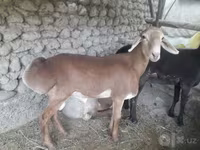 Ram, Sheep — photo 5