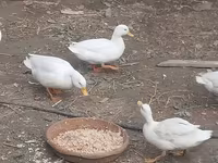 Ducks — Foto 4