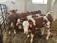 Toro, Simmental cattle — foto 1