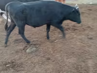 Toro, Ganado vacuno — foto 4
