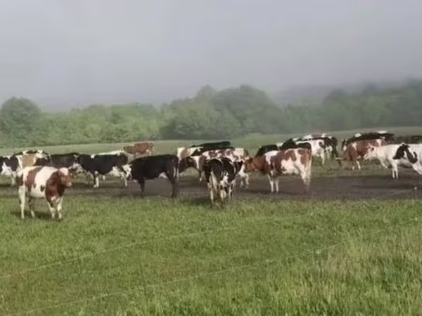 بقرة, Swiss cattle