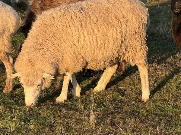 Ram, Sheep