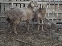 Schaf, Arashan sheep — Foto 7