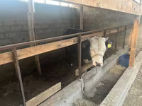 Bulle, Latvian Blue cattle — Foto 7