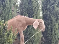 Ziegenbock, Ziegen — Foto 1