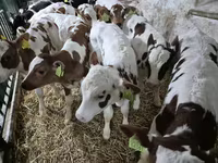 Toro, Simmental cattle — foto 2