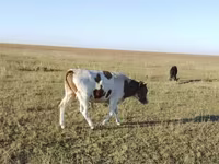 Toro, Simmental cattle — foto 2