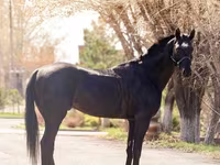公马, Thoroughbred horse — 照片 3