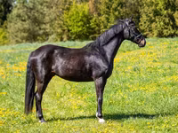 公马, Horses — 照片 3