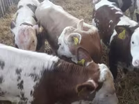 Cattle (batch, sex not specified), Simmental cattle — photo 3