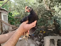 Chickens — Foto 2