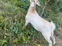Keçi, Keçilər — foto 4