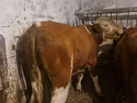 Bulle, Simmental cattle — Foto 2