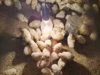 Chickens — Foto 5