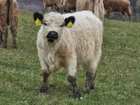 Cow, Galloway cow — photo 8