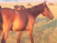 Stute, Kazakh horse — Foto 2