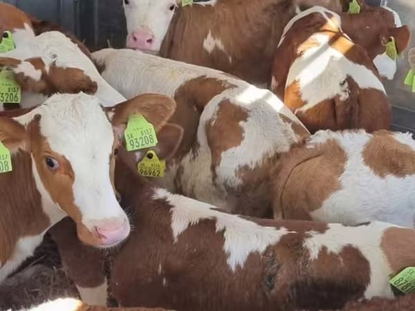 İribuynuzlu mal-qara (partiya, cinsi göstərilməyib), Simmental cattle