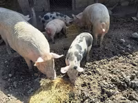 Eber, Schweine — Foto 2