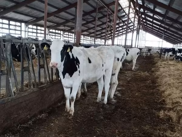 母牛, Swiss cattle