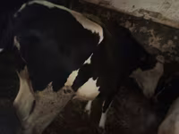 Kuh, Russian Black pied cattle — Foto 1