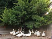 Ducks — الصورة 4