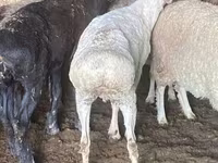 公羊, Sheep — 照片 3
