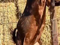 Keçi, Kamori goats — foto 2