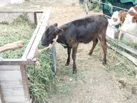गाय, मवेशी — फ़ोटो 4