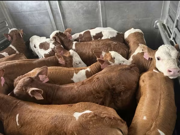 Бик, Simmental cattle