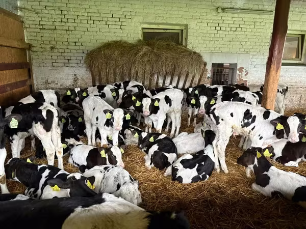 Toro, Raza Holstein
