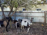 عنزة, Kamori goats — الصورة 3