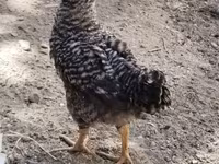 Chickens — foto 2