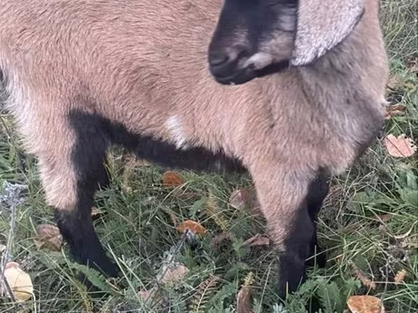 Ziege, Nubian Goat
