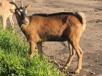 母山羊, Alpine goat — 照片 6