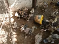 pato criollo doméstico — foto 5