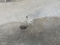Chickens — फ़ोटो 3