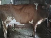 Vaca, Simmental cattle — foto 1