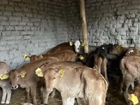 Bull, Cattle — photo 4