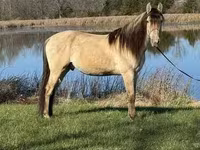 At, Rocky Mountain Horse — foto 3