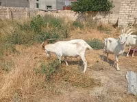 Коза, Saanen goat — фото 7