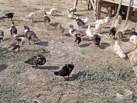 Ducks — 5-rasm