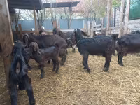 Ziege, Damask goat — Foto 5