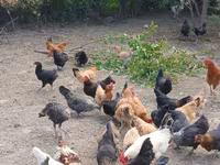 Chickens — Foto 4