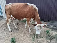 Vaca, Simmental cattle — foto 2