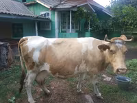 Sigir, Simmental cattle — 1-rasm